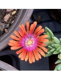 Delosperma Fire Spinner