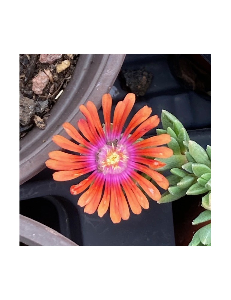 Delosperma Fire Spinner