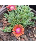 Delosperma Fire Spinner