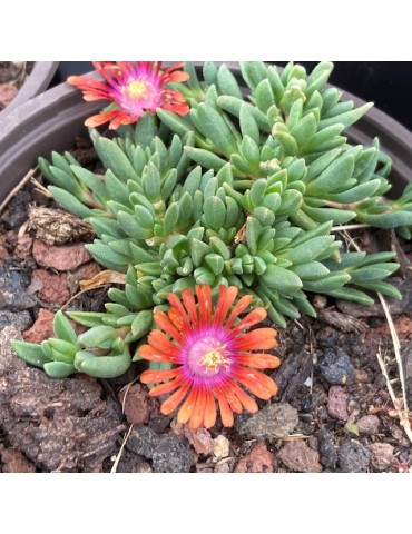 Delosperma Fire Spinner 2
