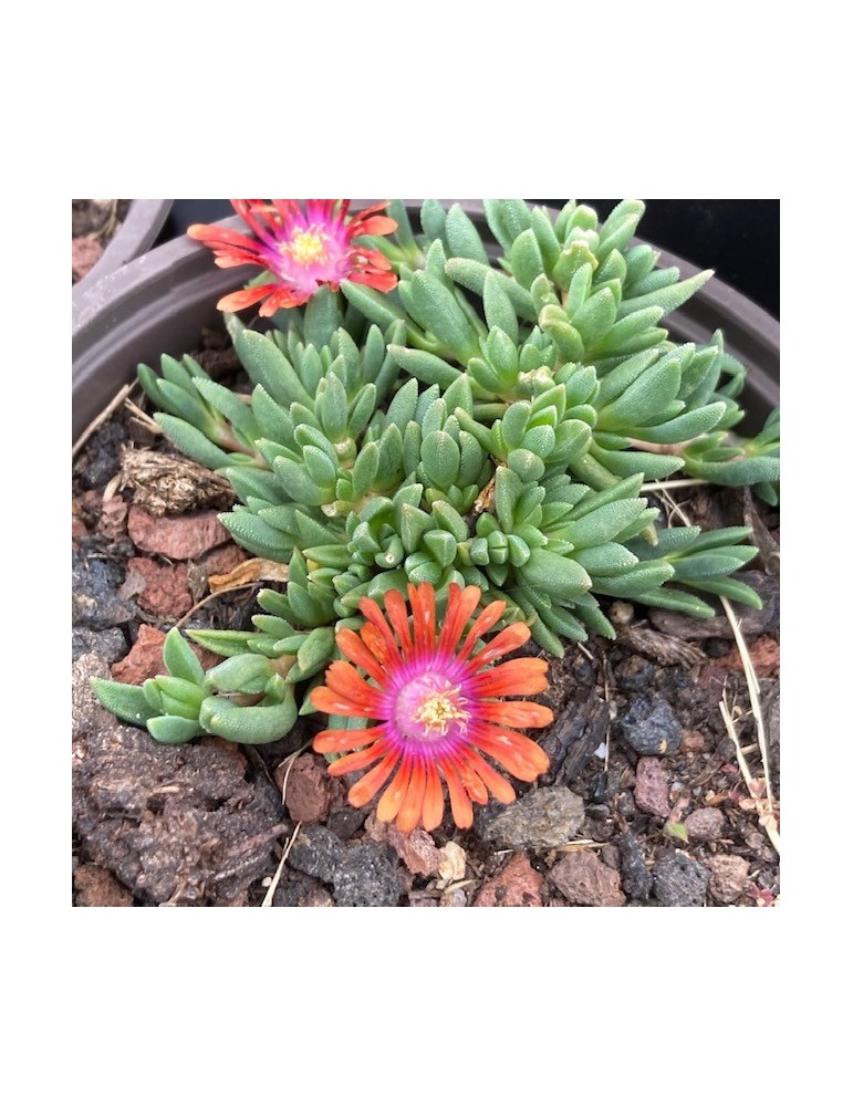 Delosperma Fire Spinner