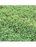 SEDUM hispanicum minus