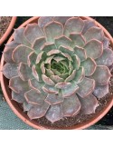 ECHEVERIA serengueti