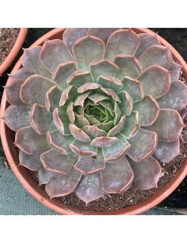 ECHEVERIA serengeti