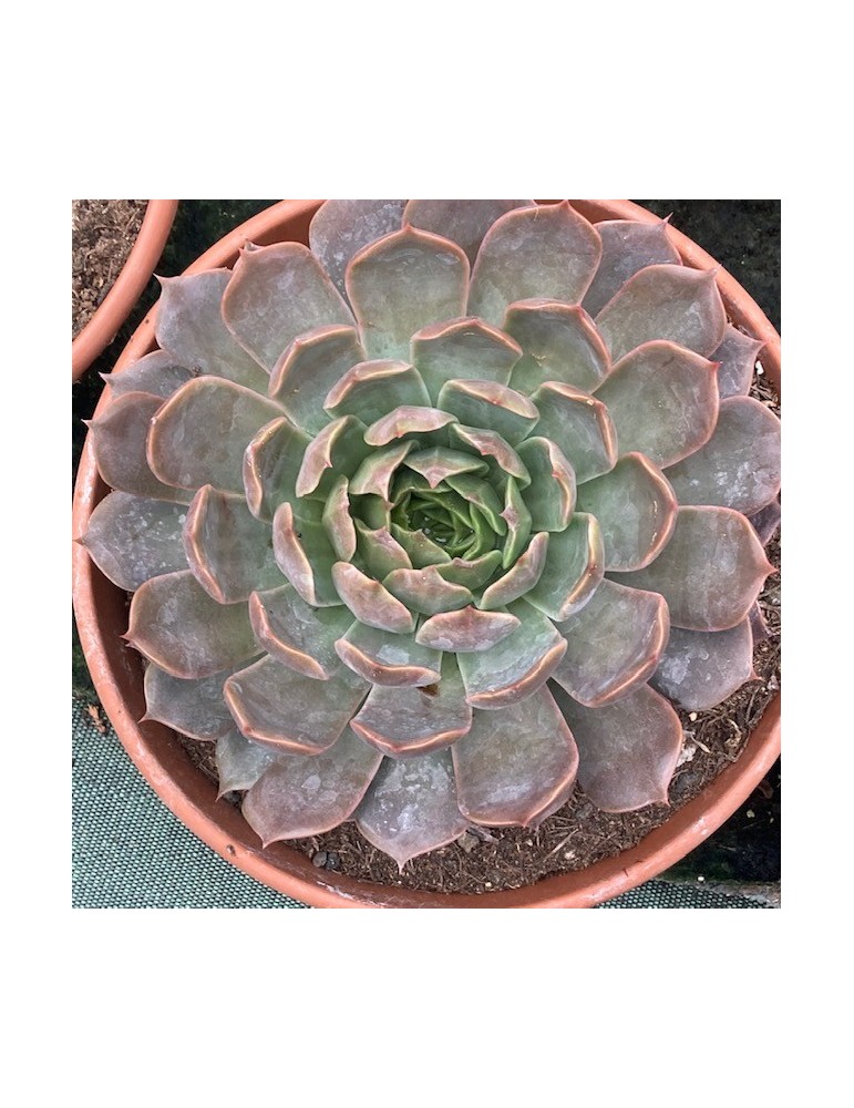 ECHEVERIA serengueti