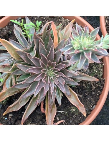 ECHEVERIA sabre wolf