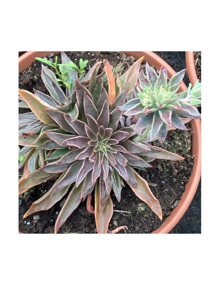 ECHEVERIA sabre wolf