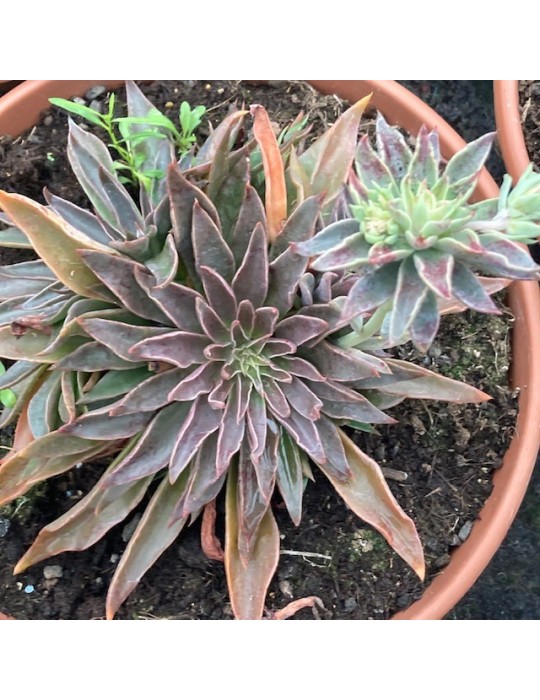 ECHEVERIA sabre wolf ECHEVERIA sabre wolf