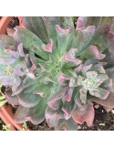 ECHEVERIA diablo strenght