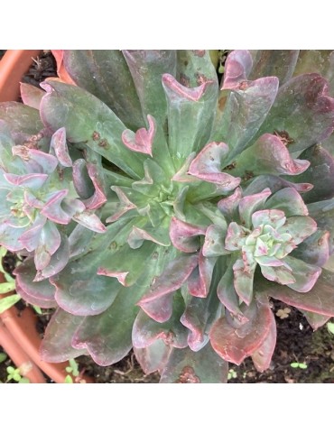 ECHEVERIA diablo strength