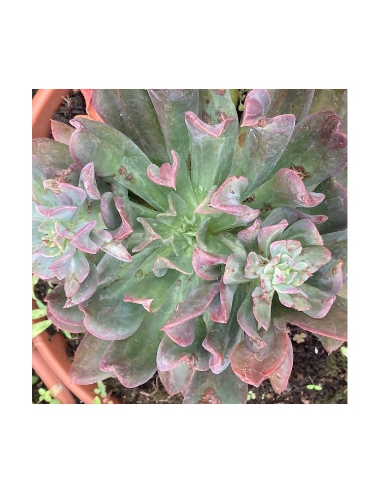 ECHEVERIA diablo strenght