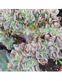 ECHEVERIA diablo strenght cristata