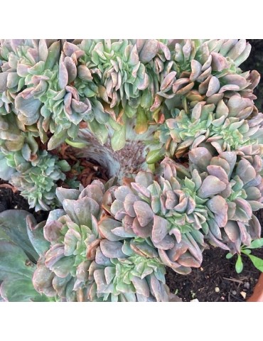 ECHEVERIA diablo strength cristata