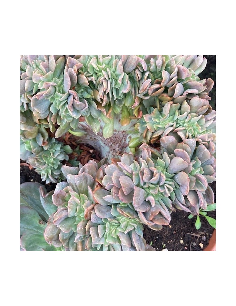 ECHEVERIA diablo strenght cristata