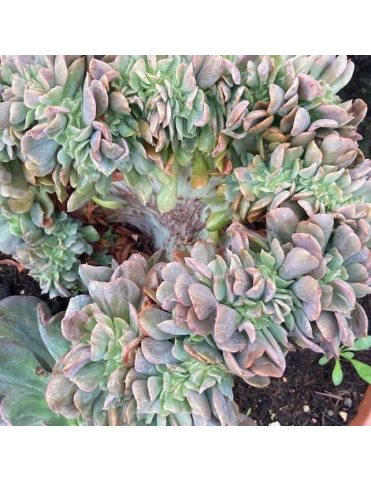ECHEVERIA diablo strenght cristata
