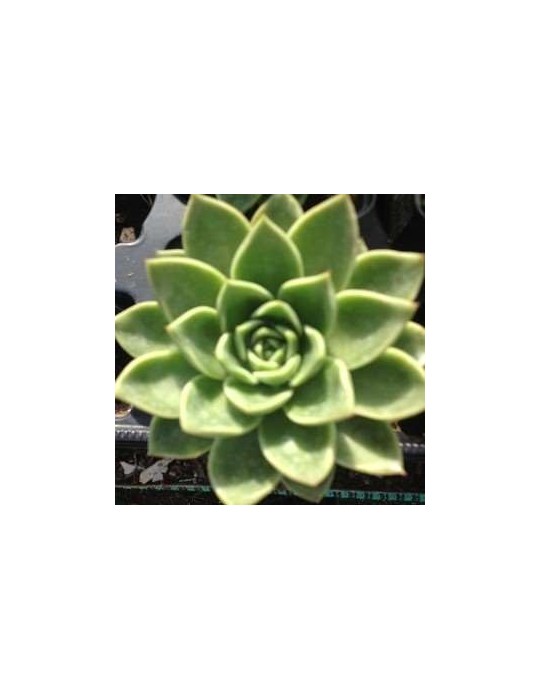 ECHEVERIA agavoïdes