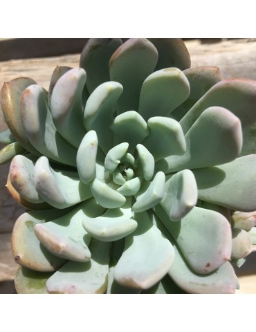 ECHEVERIA elegans