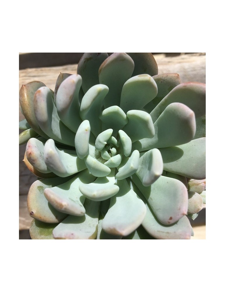 ECHEVERIA elegans