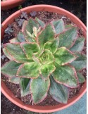 ECHEVERIA serengueti