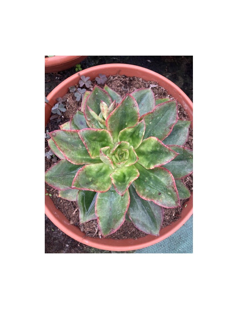 ECHEVERIA serengueti