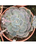 ECHEVERIA Seiten botan