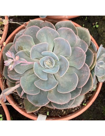 ECHEVERIA Dusty rose