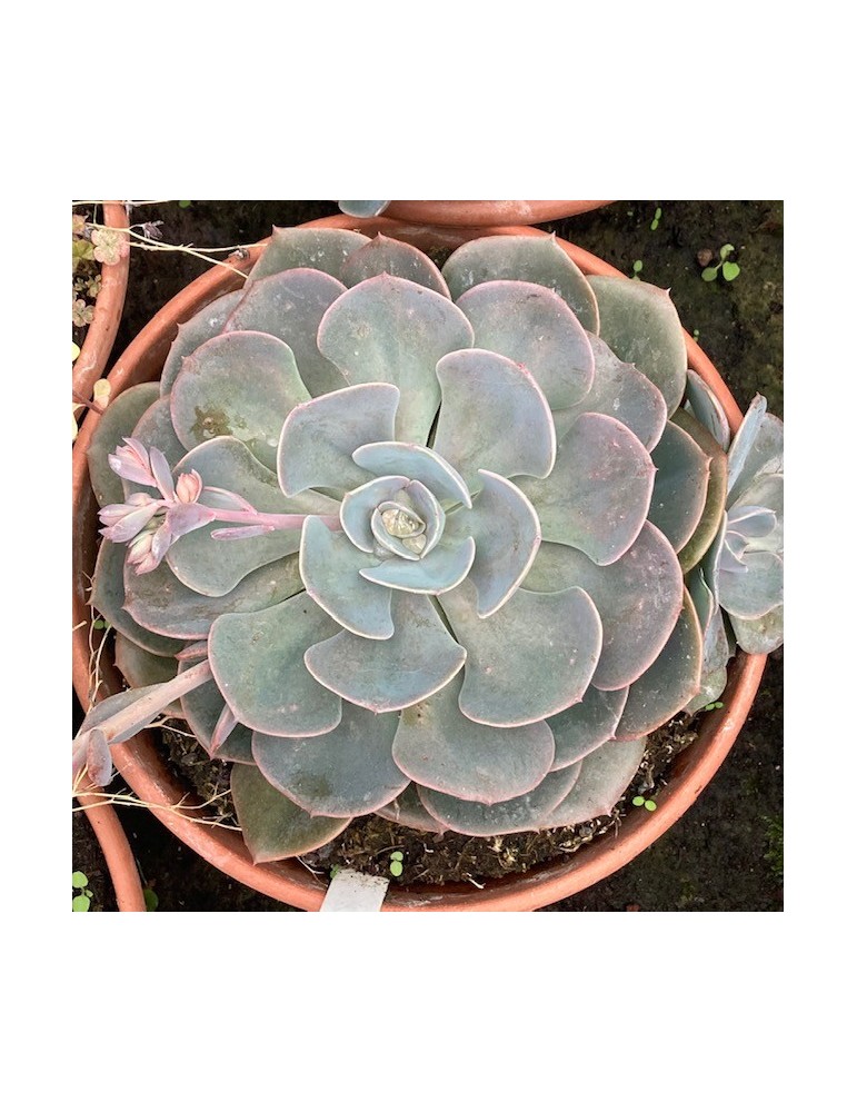 ECHEVERIA Seiten botan