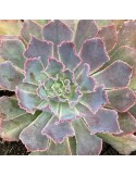 ECHEVERIA Dusty rose