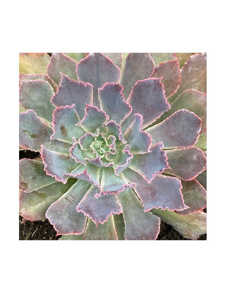 ECHEVERIA Dusty rose