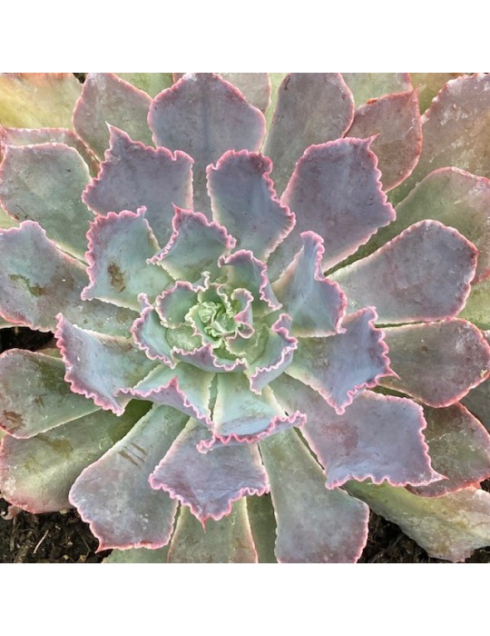 ECHEVERIA Dusty rose