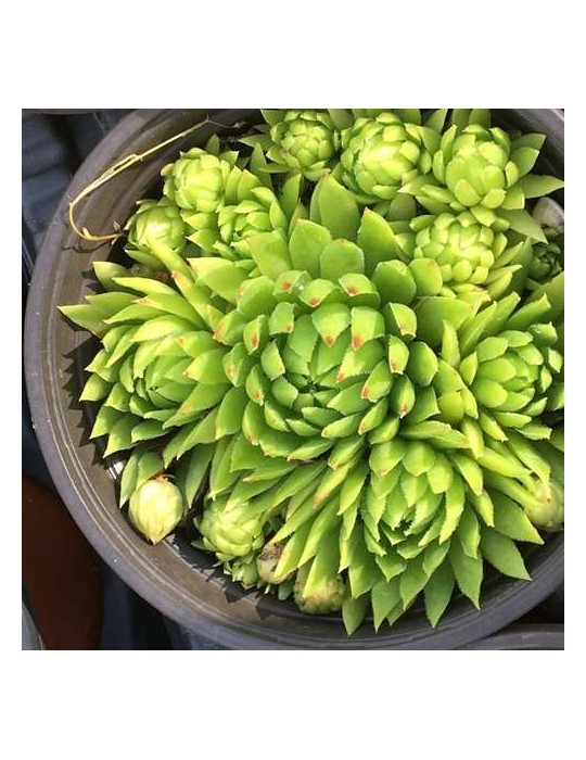 JOVIBARBA sobolifera Green Globe