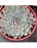 ECHEVERIA Sitifukumiama