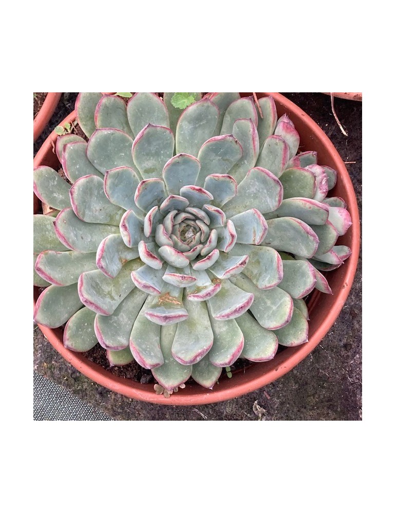 ECHEVERIA Sitifukumiama