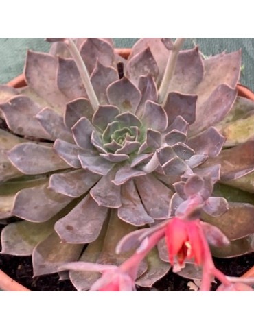 ECHEVERIA Rob roy