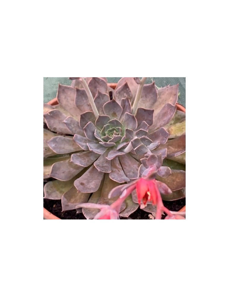 ECHEVERIA Rob roy