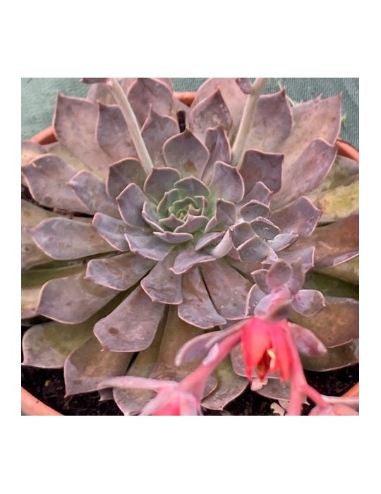 ECHEVERIA Rob roy