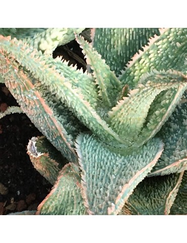 Aloe franco