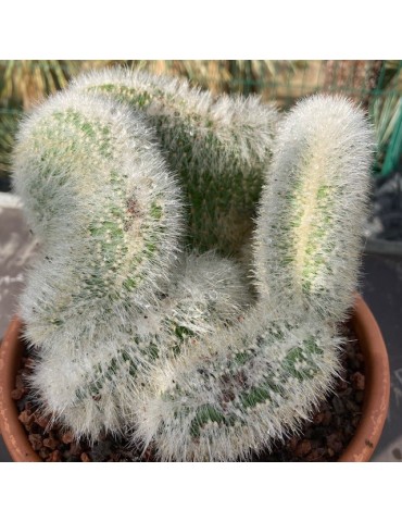 Cleistocactus strausii f. cristata