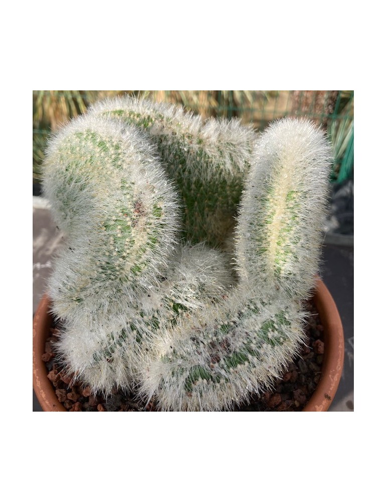 Cleistocactus strausii f. cristata