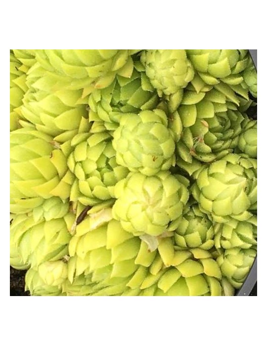 JOVIBARBA globiferum ssp. allionii