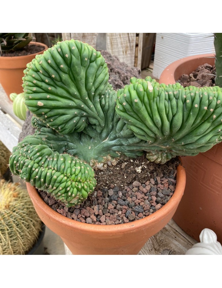 TRICHOCEREUS pachanoi f. cristata