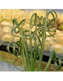 ALBUCA spiralis