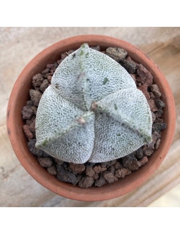 ASTROPHYTUM myriostigma f. tricostatum