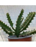 EUPHORBIA bordighera (hybride)