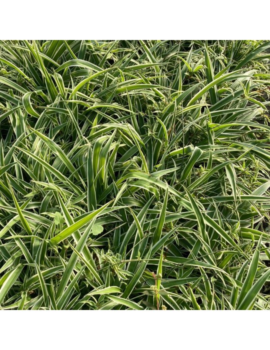 CHLOROPHYTUM comosum