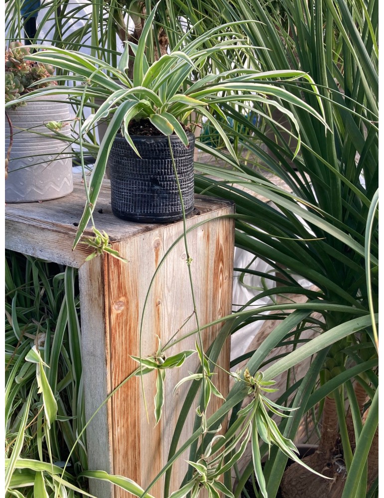 CHLOROPHYTUM comosum