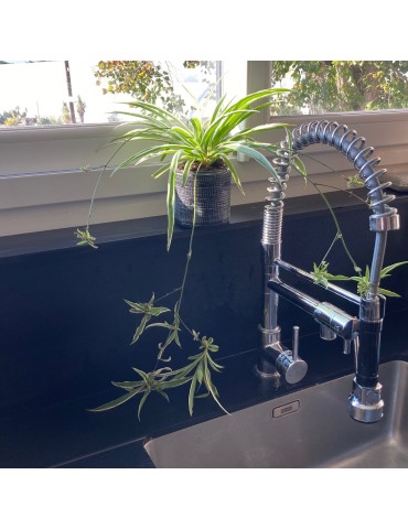 CHLOROPHYTUM comosum 2