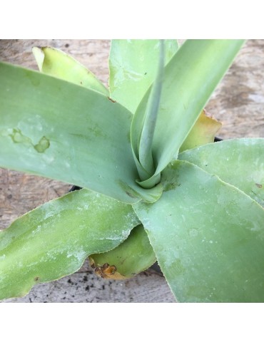 AGAVE vilmoriniana