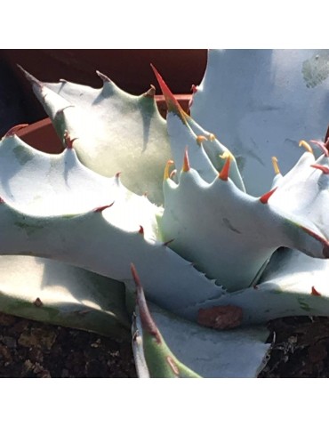 AGAVE desertii