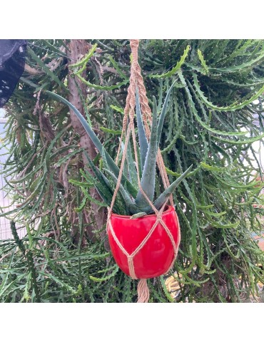 ALOE vera 2